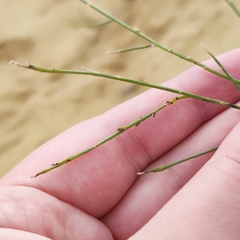 Eremosparton aphyllum