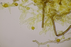 Tomentella bryophila