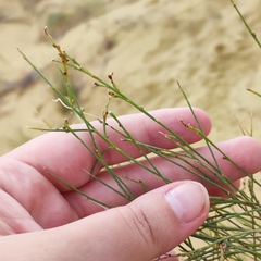 Eremosparton aphyllum