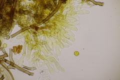 Tomentella bryophila