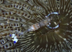 Ancylomenes magnificus