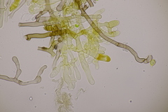 Tomentella bryophila