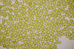 Tomentella bryophila
