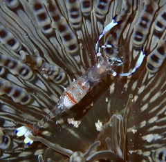 Ancylomenes magnificus