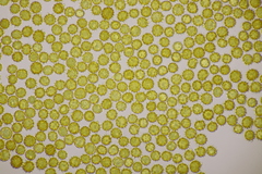 Tomentella bryophila