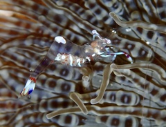 Ancylomenes magnificus