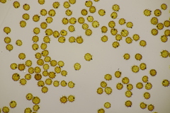 Tomentella bryophila