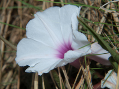 Ipomoea fulvicaulis