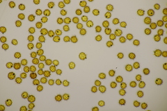 Tomentella bryophila
