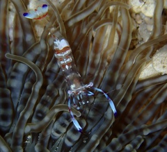 Ancylomenes magnificus