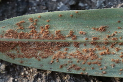 Puccinia phyllostachydis