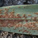 Puccinia phyllostachydis - Photo (c) bjoerns, algunos derechos reservados (CC BY-SA), subido por bjoerns
