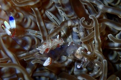 Ancylomenes magnificus