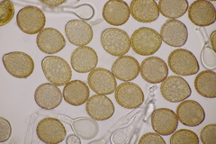 Puccinia phyllostachydis