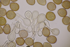 Puccinia phyllostachydis
