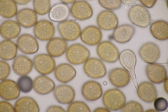 Puccinia phyllostachydis