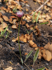 Gerbera viridifolia