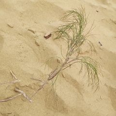 Eremosparton aphyllum