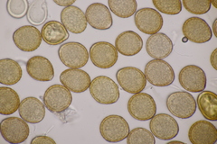 Puccinia phyllostachydis