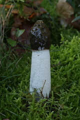 Phallus impudicus