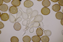 Puccinia phyllostachydis