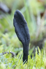 Geoglossum cookeanum