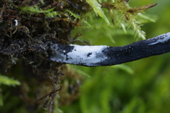 Hypomyces