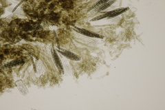Geoglossum cookeanum