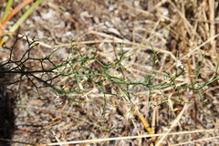 Corynotheca micrantha