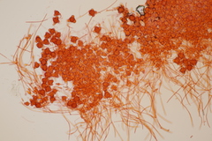 Hypomyces