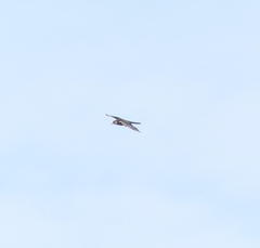 Falco amurensis