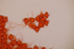 Hypomyces