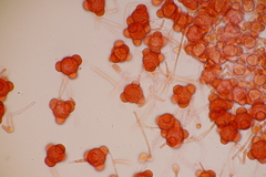Hypomyces