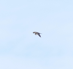 Falco amurensis