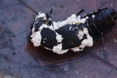 Beauveria bassiana