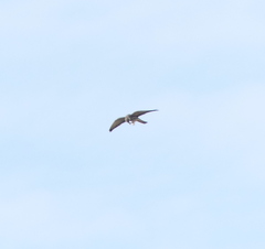 Falco amurensis