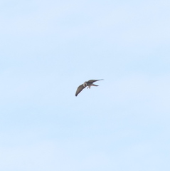 Falco amurensis