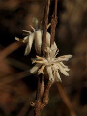 Sericanthe suffruticosa