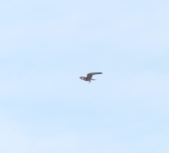 Falco amurensis