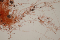 Beauveria bassiana
