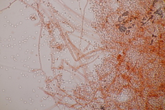 Beauveria bassiana