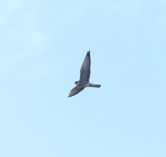 Falco amurensis