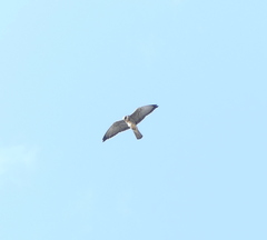 Falco amurensis