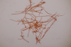Beauveria bassiana