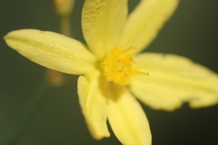 Tricoryne elatior