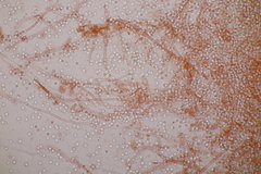 Beauveria bassiana