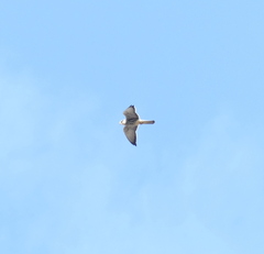 Falco amurensis