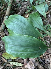 Calanthe aristulifera
