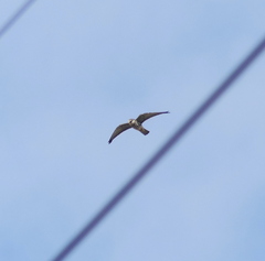 Falco amurensis