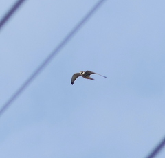 Falco amurensis